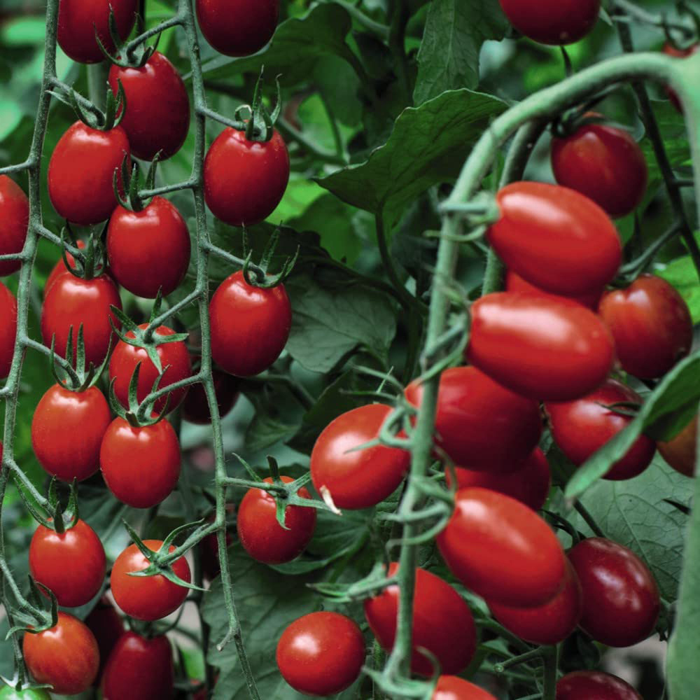 Thompson and Morgan Tomato Grafted Aviditas Postiplug Plant 3 Pack Image 2