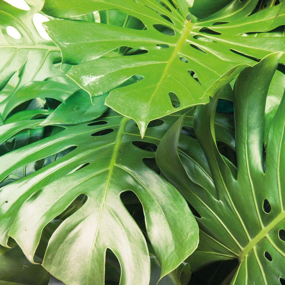 Thompson & Morgan Monstera Deliciosa Swiss Cheese Plant Potted Plant 11cm 2 Pack Image 2