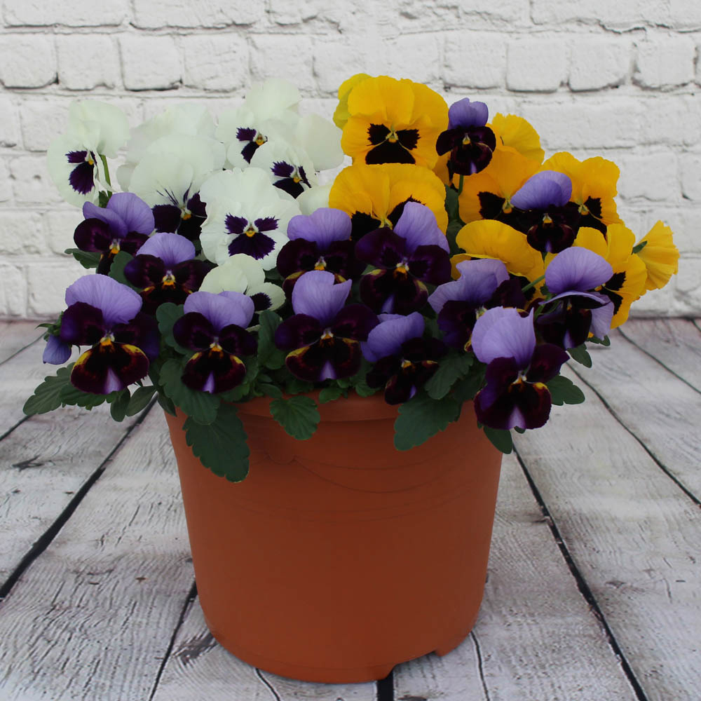 YouGarden Pansy Colourburst Garden Ready Plant 20 Pack Image 2