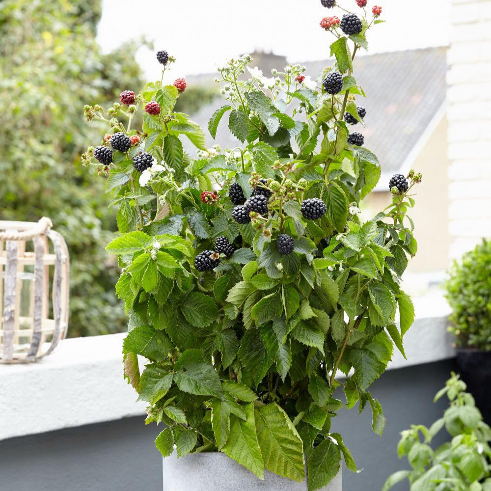 Thompson and Morgan Blackberry Rubus Little Black Prince Plant Pot 3L 2 Pack Image 2