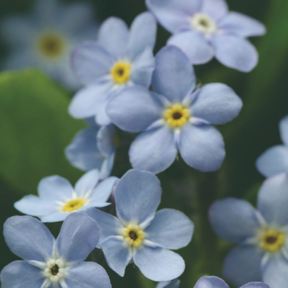Thompson and Morgan Myosotis Scorpioides Plant Pot 3L 2 Pack Image 2