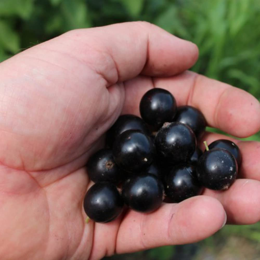 Thompson and Morgan Blackcurrant Giant Summer Pearls Potted Plant 9cm 3 Pack Image 2