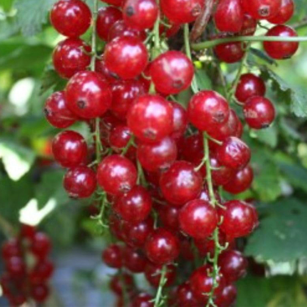 Thompson and Morgan Redcurrant Summer Pearls Red Plant Pot 9cm 3 Pack Image 2