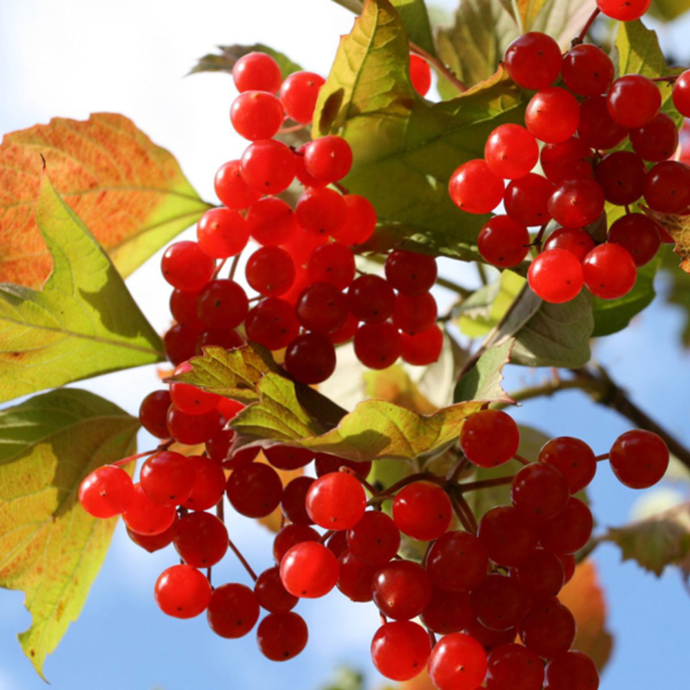 Thompson and Morgan Viburnum Opulus Snowball Shrub Potted Plant 9cm Image 6