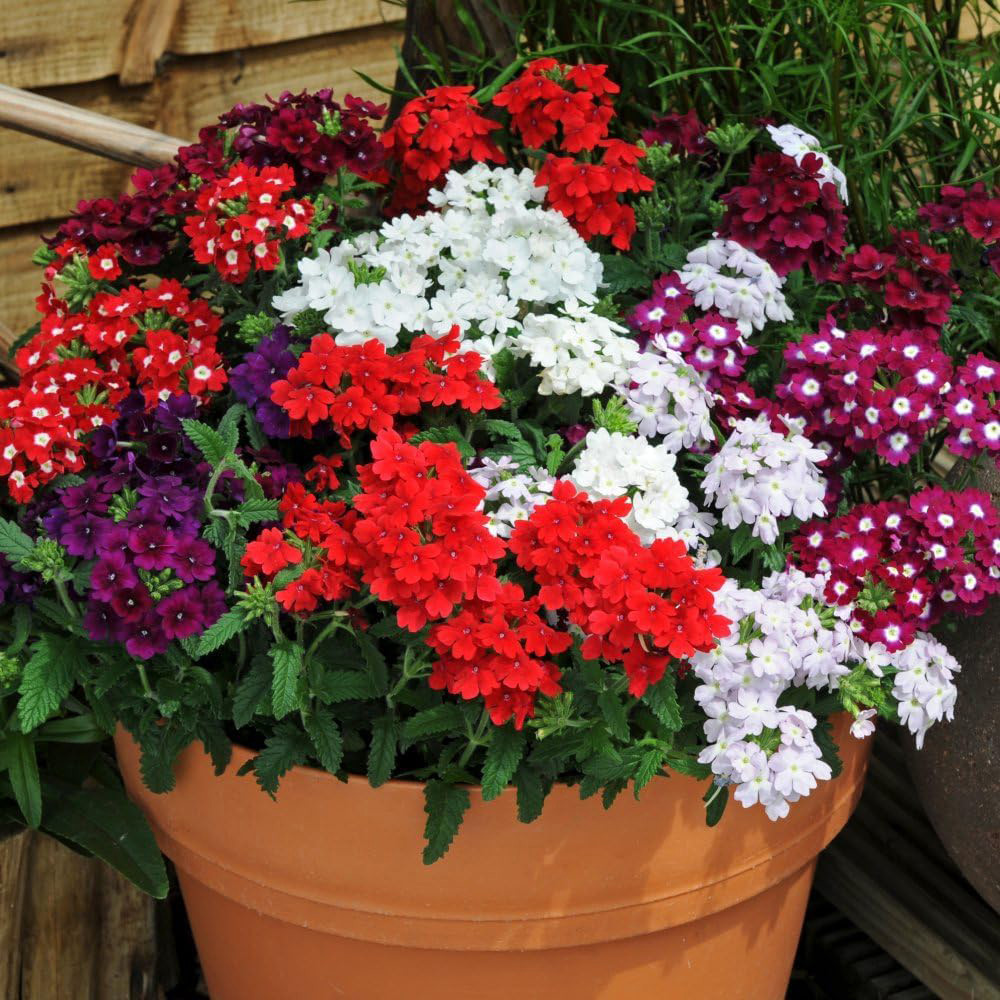 Thompson and Morgan Verbena Quartz Mixed Plant Plug 36 Pack Image 3