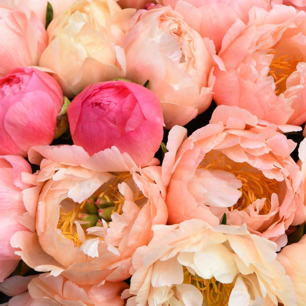 Thompson & Morgan Peony Coral Sunset Bare Root Image 2