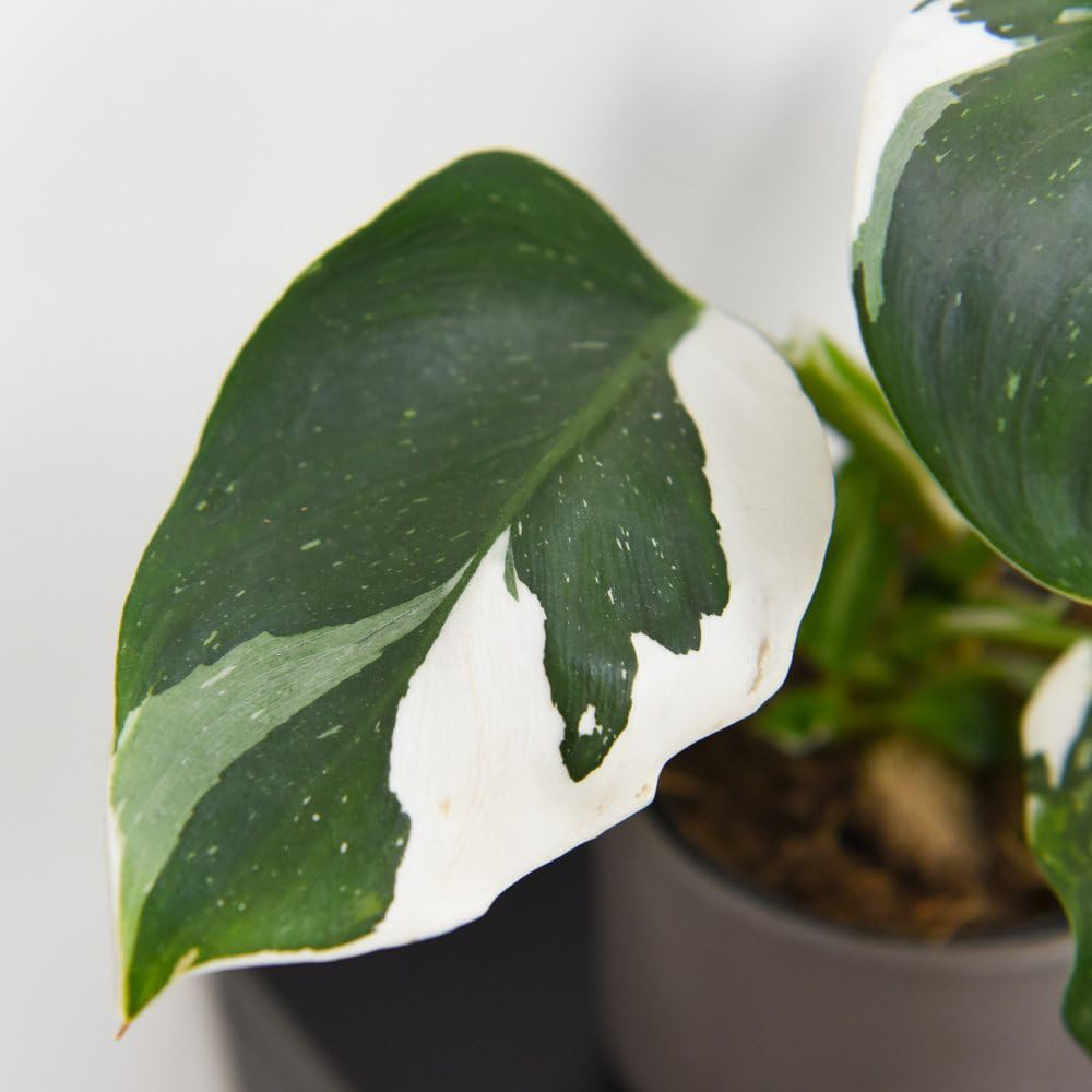 Thompson and Morgan Philodendron Erubescens White Knight Plant Pot 11cm Image 3