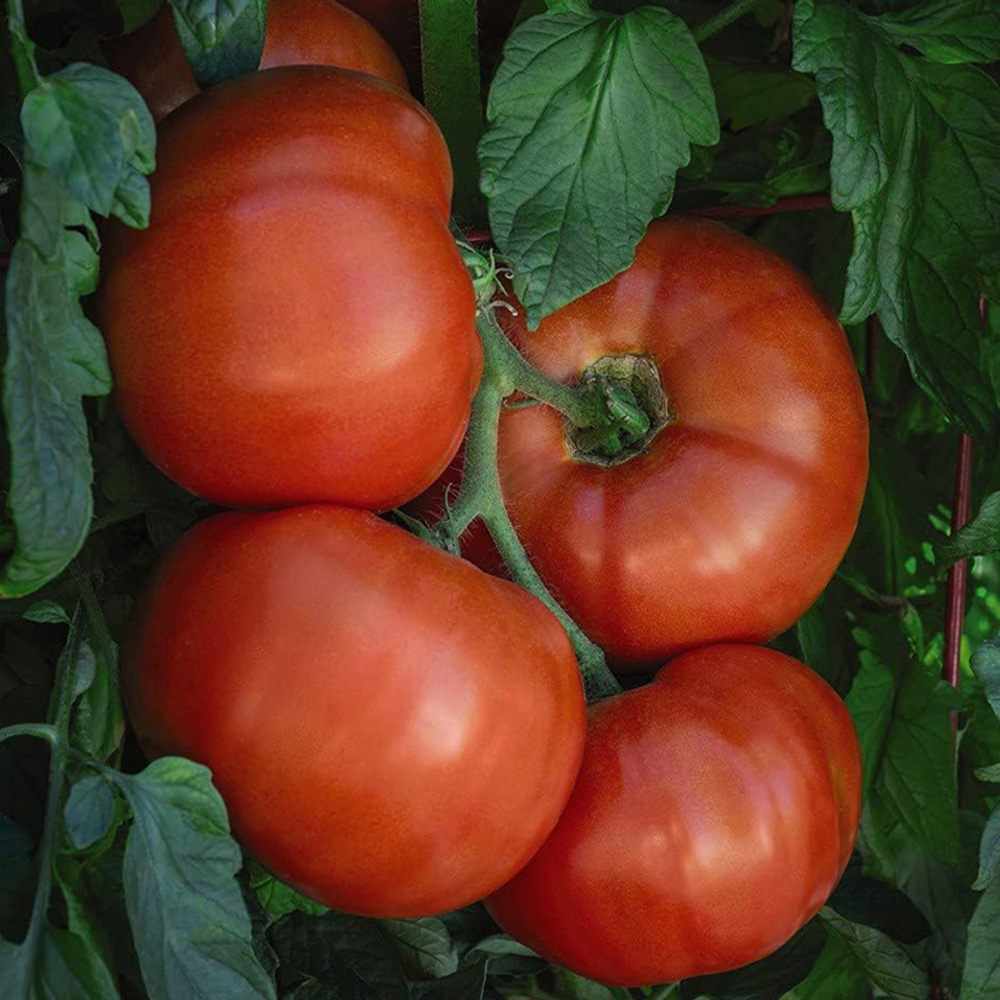 Thompson and Morgan Tomato Burlesque F1 Seeds Image 1