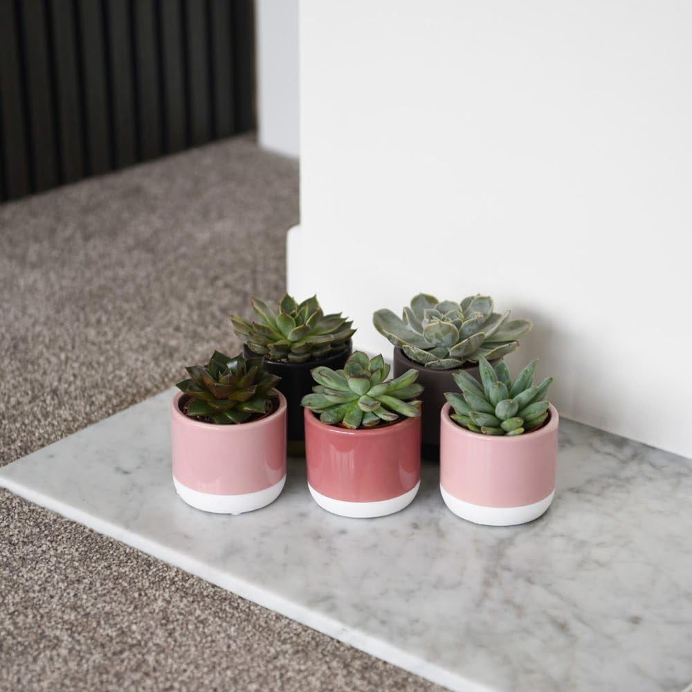 Thompson and Morgan Echeveria Mix Potted Plant 5.5cm 3 Pack Image 3