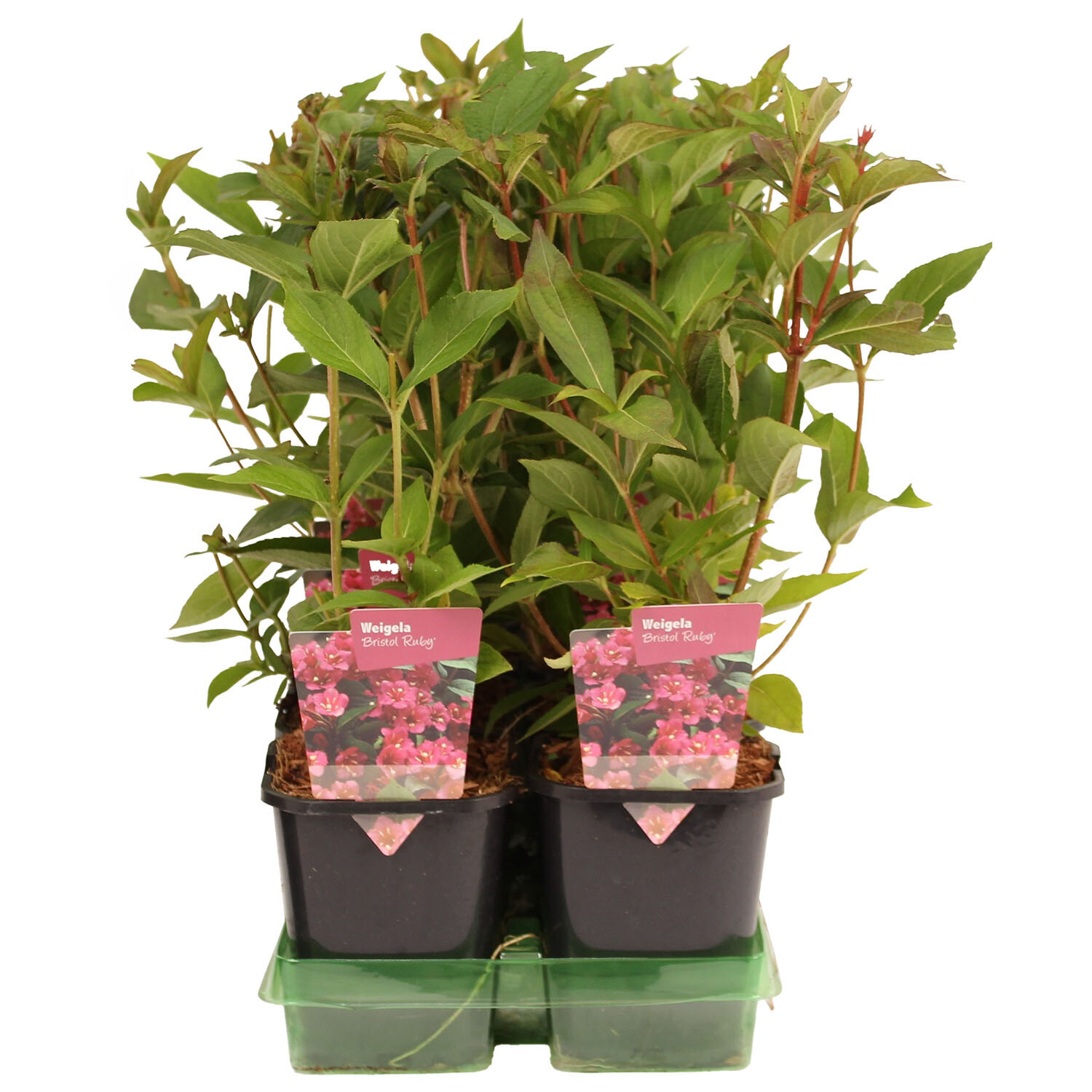 Weigelia Hardy Starter Shrub - Multicolour Image