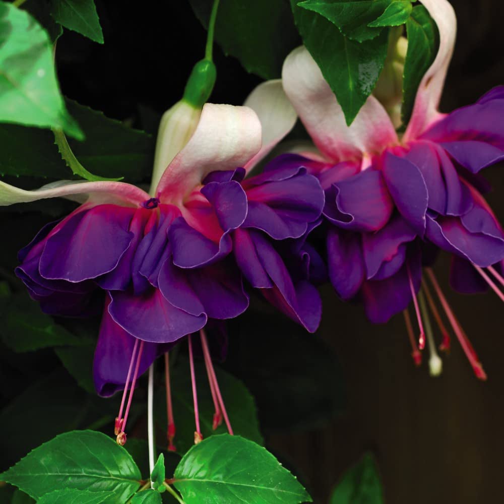 Thompson and Morgan Fuchsia Giant Flowered Collection Postiplugs 100 Pack Image 3