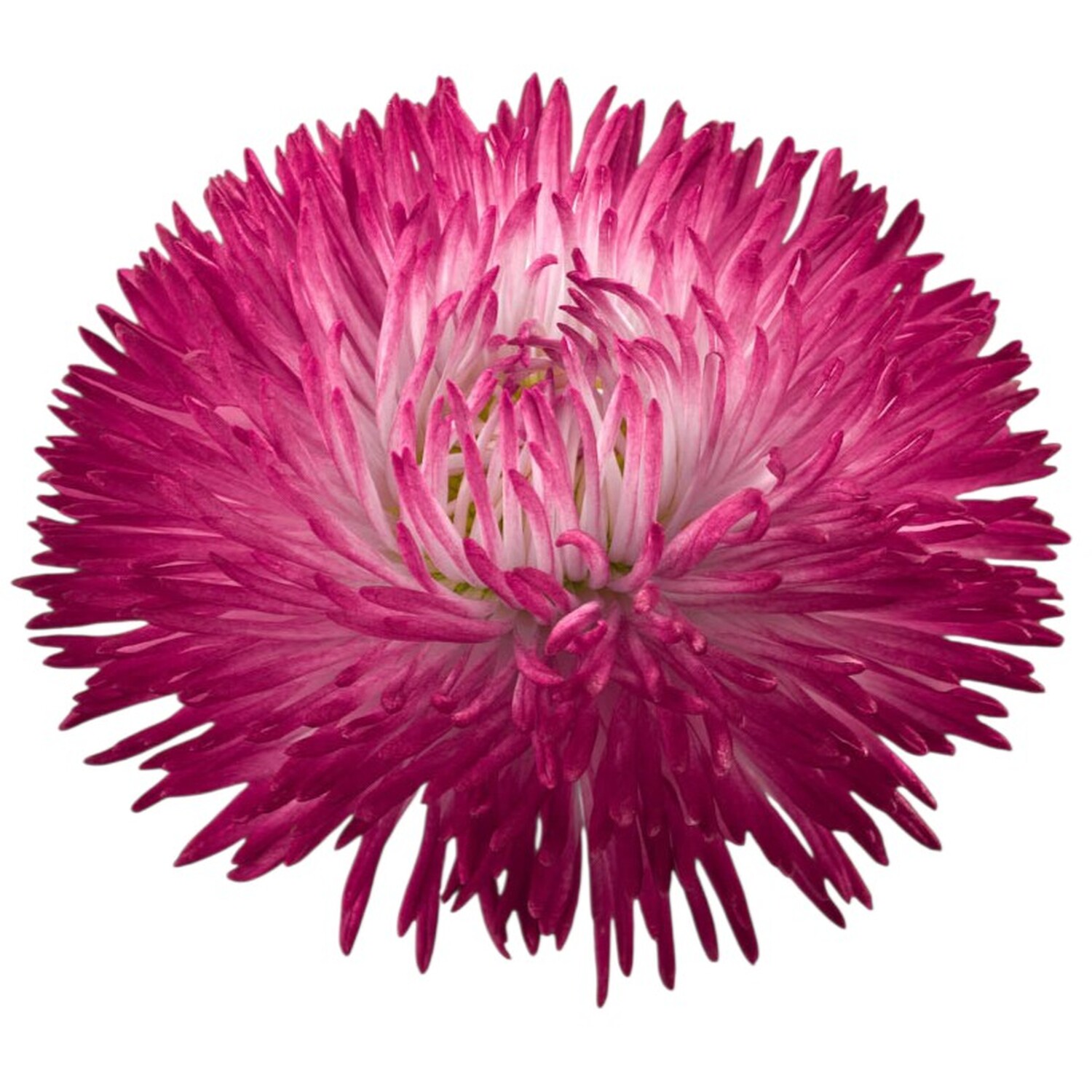 Bellis Habanera Plant Pot Image 2