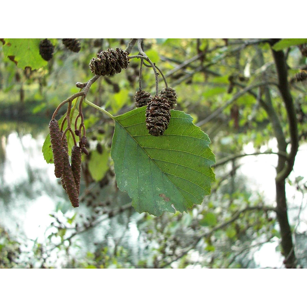 Inspirational Gifting Alder Bare Root Hedge Plant Sapling 2-3ft 20 Pack Image 5