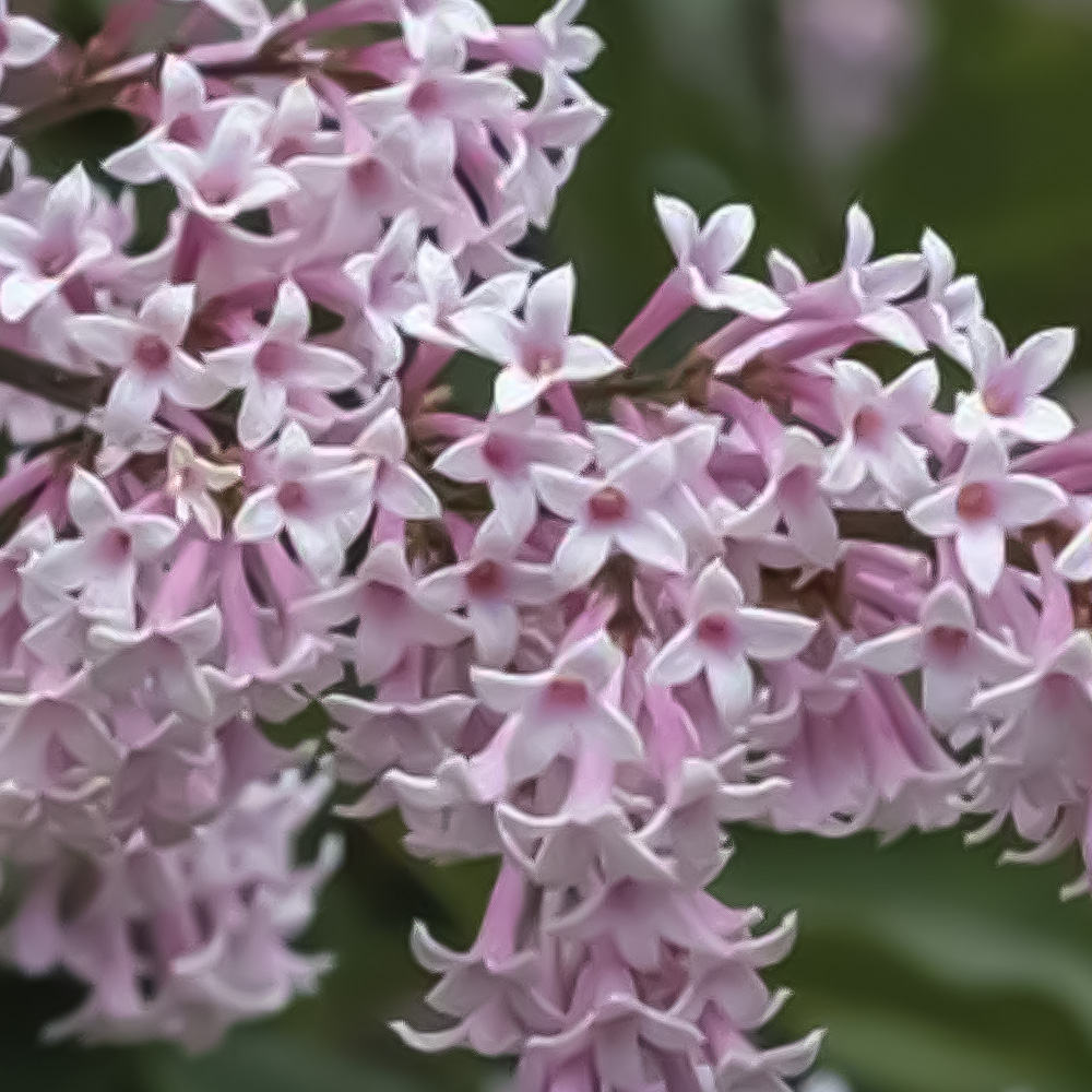 Thompson and Morgan Syringa Duo Collection Plant Pot 9cm 2 Pack Image 3