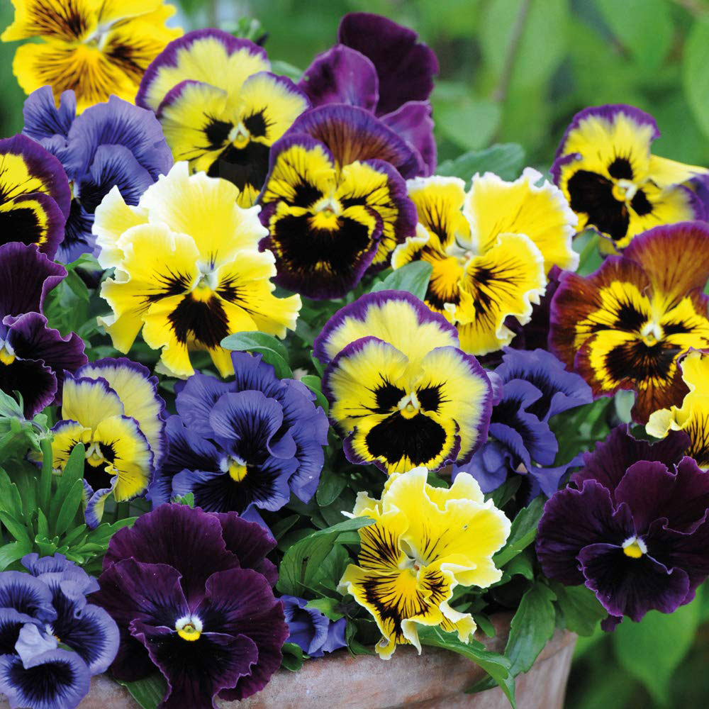 Thompson and Morgan Pansy Frizzle Sizzle Mixed Garden Ready Plant 15 Pack Image 1