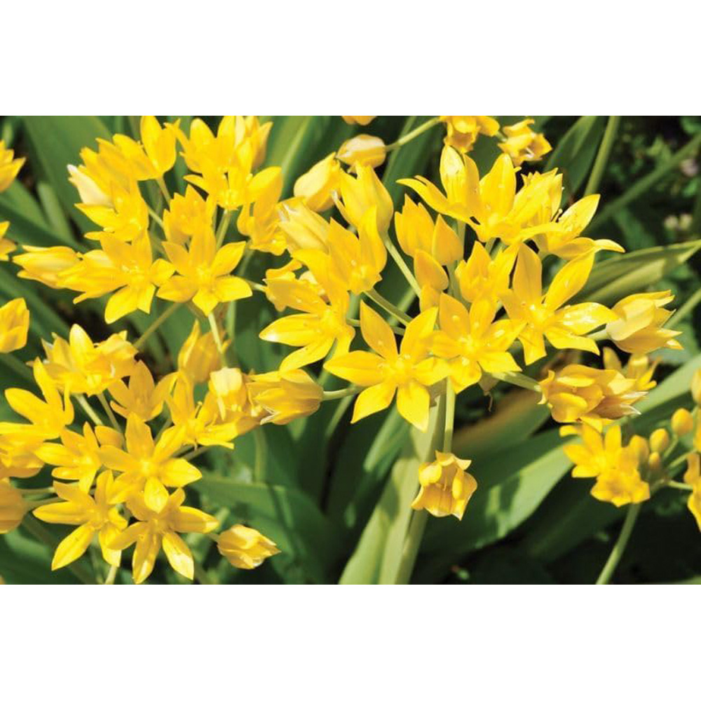 Thompson & Morgan Summer Flowering Planting Bulb 100 Pack Image 6