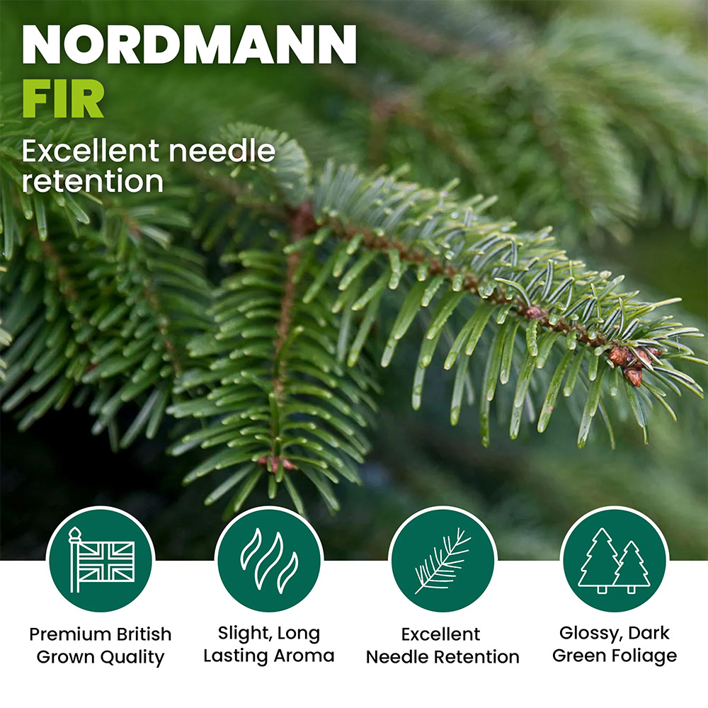 GardenersDream Nordmann Fir Cut Real Christmas Tree 4ft - Delivery 16th - 20th November Image 4