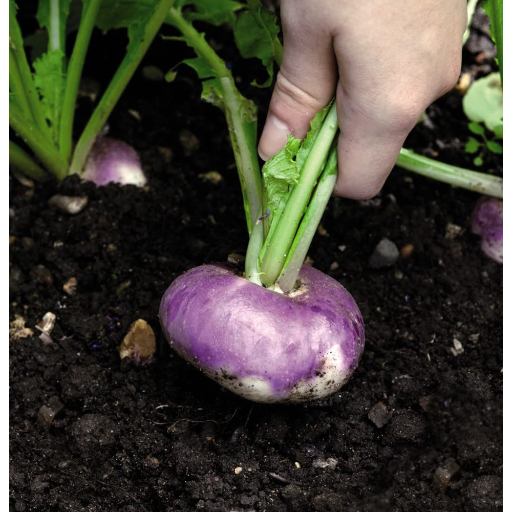 Thompson and Morgan Turnip Atlantic Seeds Image 2