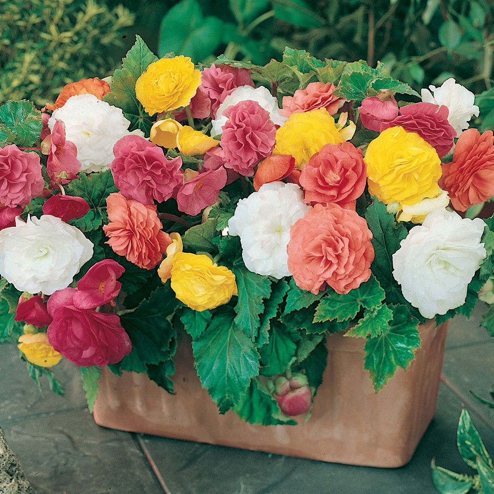 YouGarden Begonia Bonanza Mixed Tuber 30 Pack Image 2