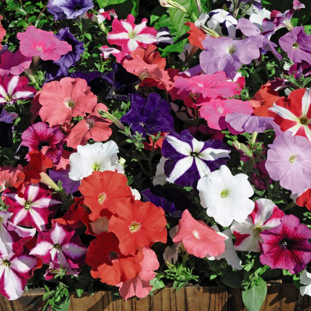 Thompson and Morgan Garden Ready Bumper Collection Garden Ready Plant 360 Pack Image 4