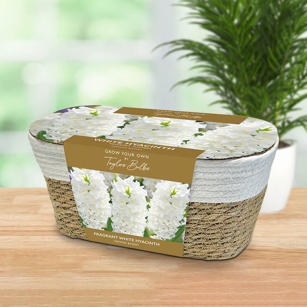 Taylors Grow Your Own White Hyacinth and Wicker Basket Gift Set Image 2