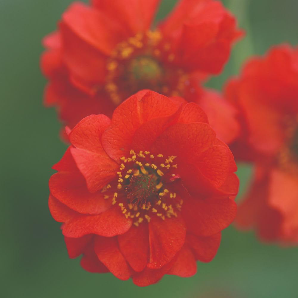 Thompson and Morgan Blazing Sunset Geum Flore Plena Seed Packet Image 2