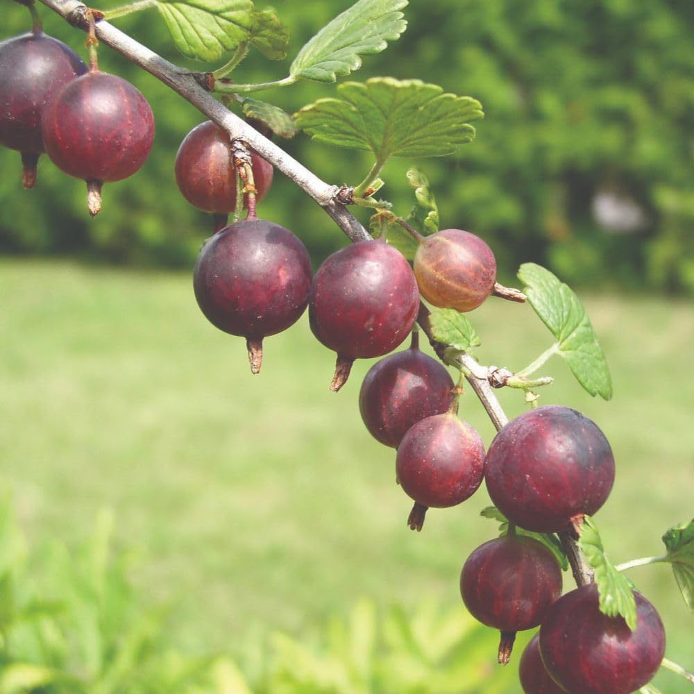 Thompson and Morgan Gooseberry Ribes Uvacrispa Captivator Plant Pot 2L 2 Pack Image 2