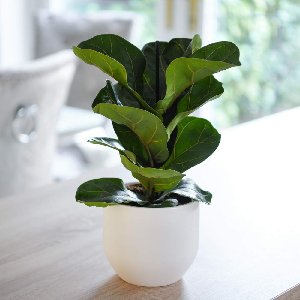 Thompson & Morgan Ficus lyrata Compacta Fiddle-leaf Fig Potted Plant 9cm Image 5