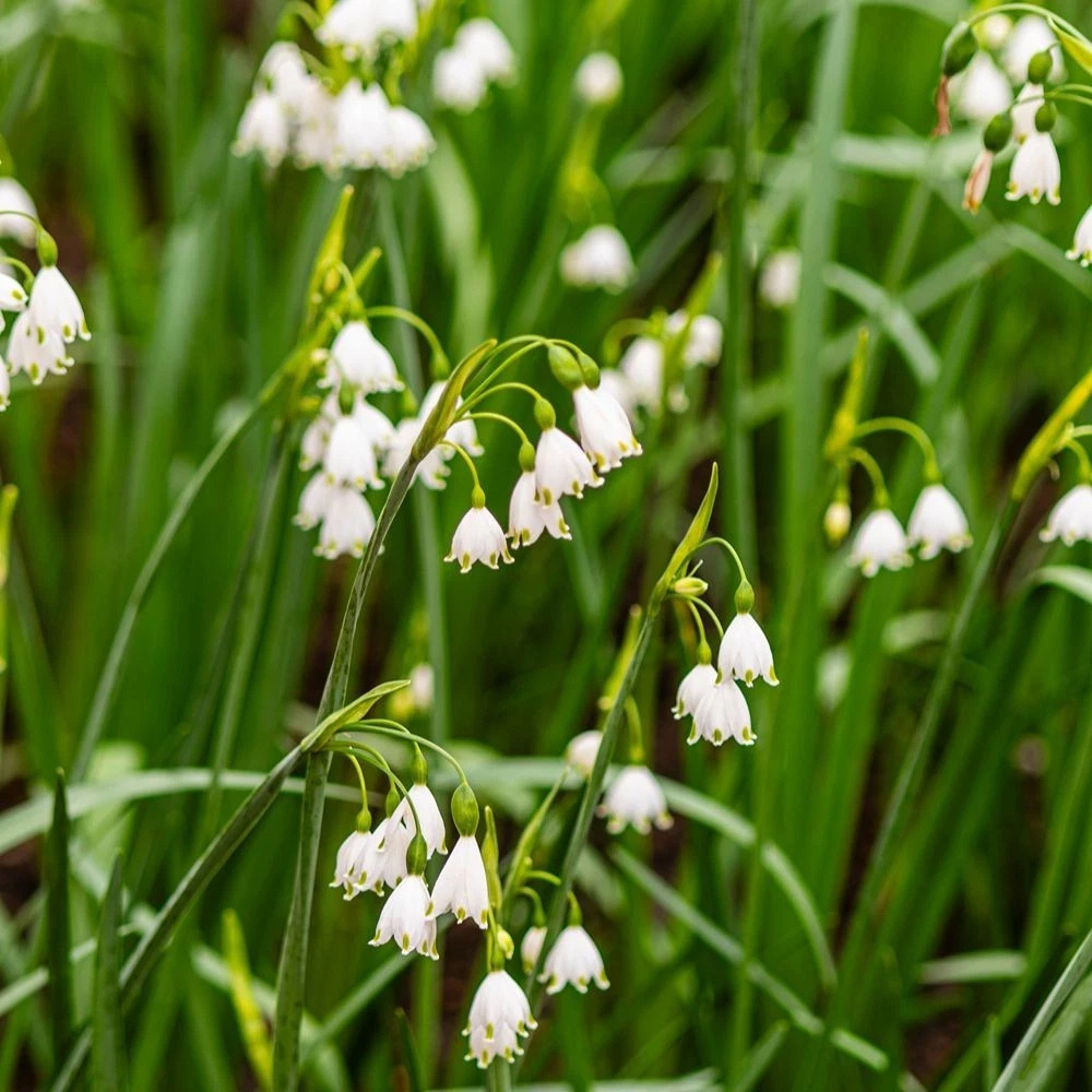Thompson and Morgan Leucojum Aestivum Summer Snowflake Autumn Planting Bulb 3 Pack Image 7