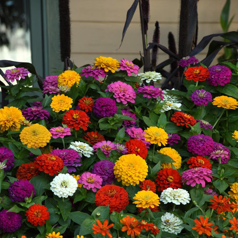 Thompson and Morgan Zinnia Zesty Garden Ready Plant 15 Pack Image 4