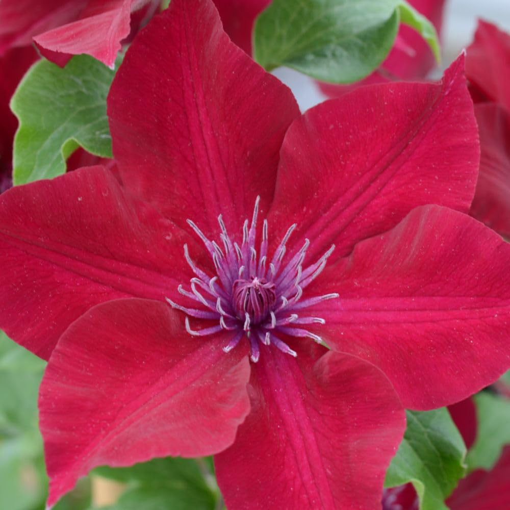 Thompson and Morgan Clematis Boulevard Nubia Plant Pot 10.5cm Image 3