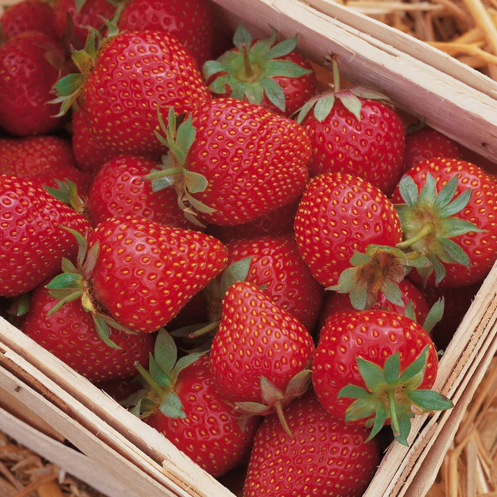 Thompson and Morgan Strawberry Fragaria Symphony Peat Free Plant Pot 9cm 6 Pack Image 2