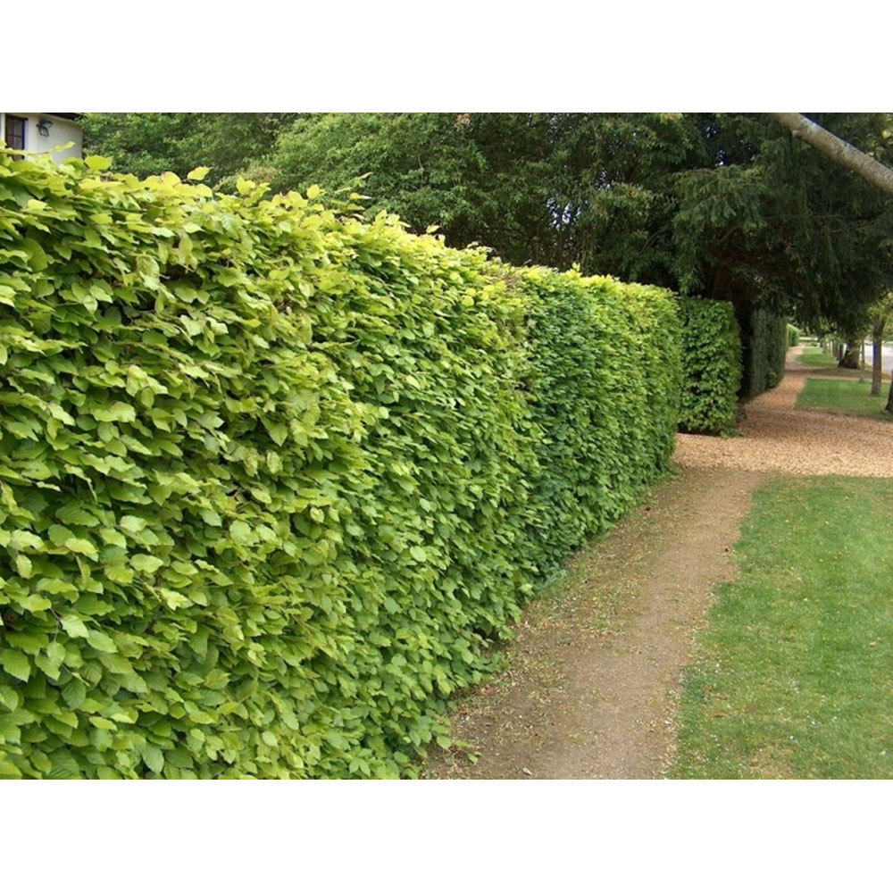 Inspirational Gifting Green Beech Semi-Evergreen Bare Root Hedge Plant Sapling 2-3ft 20 Pack Image 5