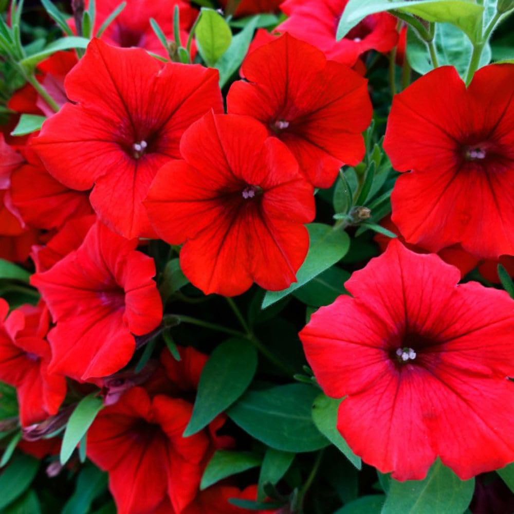Thompson and Morgan Petunia Deep Red Trailing Surfinia Postiplug Plant 5 Pack Image 1