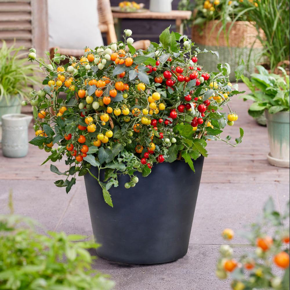 Thompson and Morgan Tomato Solanum lycopersicum Tiny Temptations Mixed Seed Packet Image 2