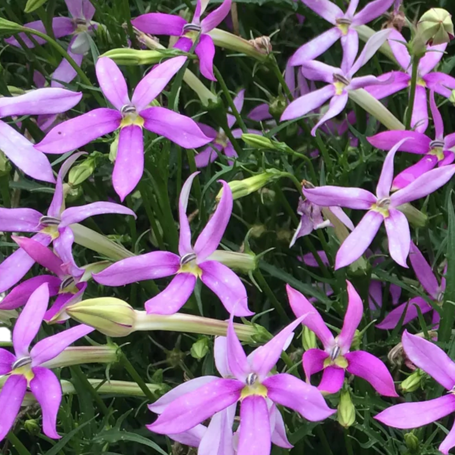 Isotoma Stella Mix Plant Pot Image 2