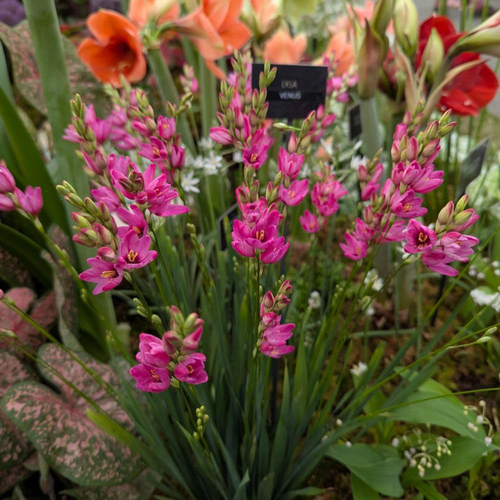Thompson & Morgan Ixia Venus Planting Blulb 10 Pack Image 2
