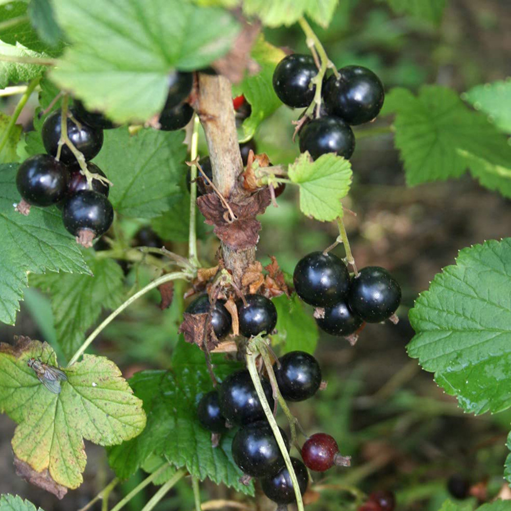 Thompson and Morgan Blackcurrant Ribes Ben Connan Potted Plant 9cm 2 Pack Image 2
