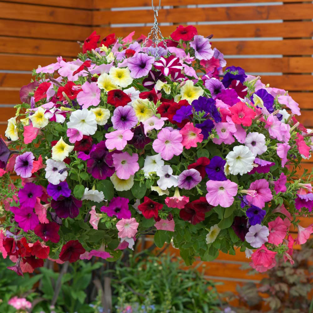 Thompson and Morgan Petunia Easy Wave Ultimate Mixed Garden Ready Plant 30 Pack Image 3