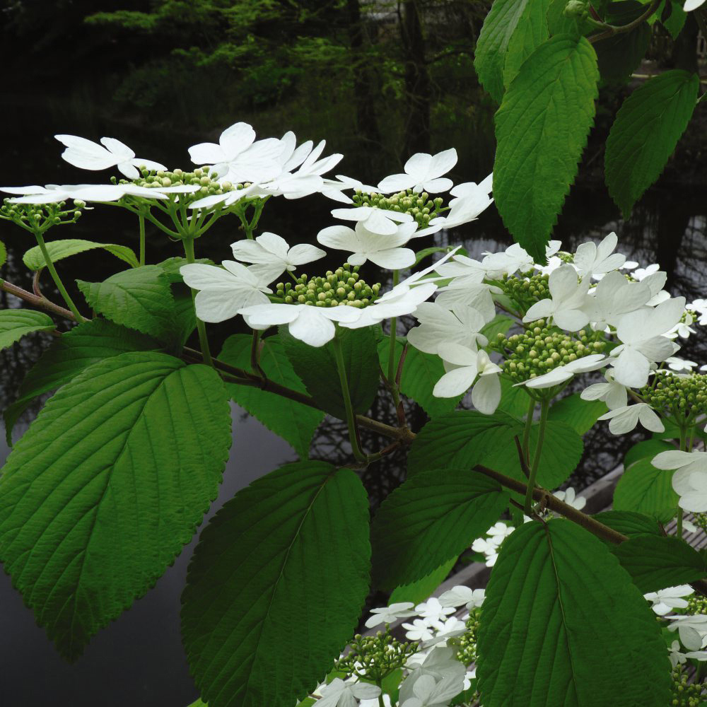 Thompson and Morgan Viburnum Kilimanjaro Plant Pot 3.6L Image 2