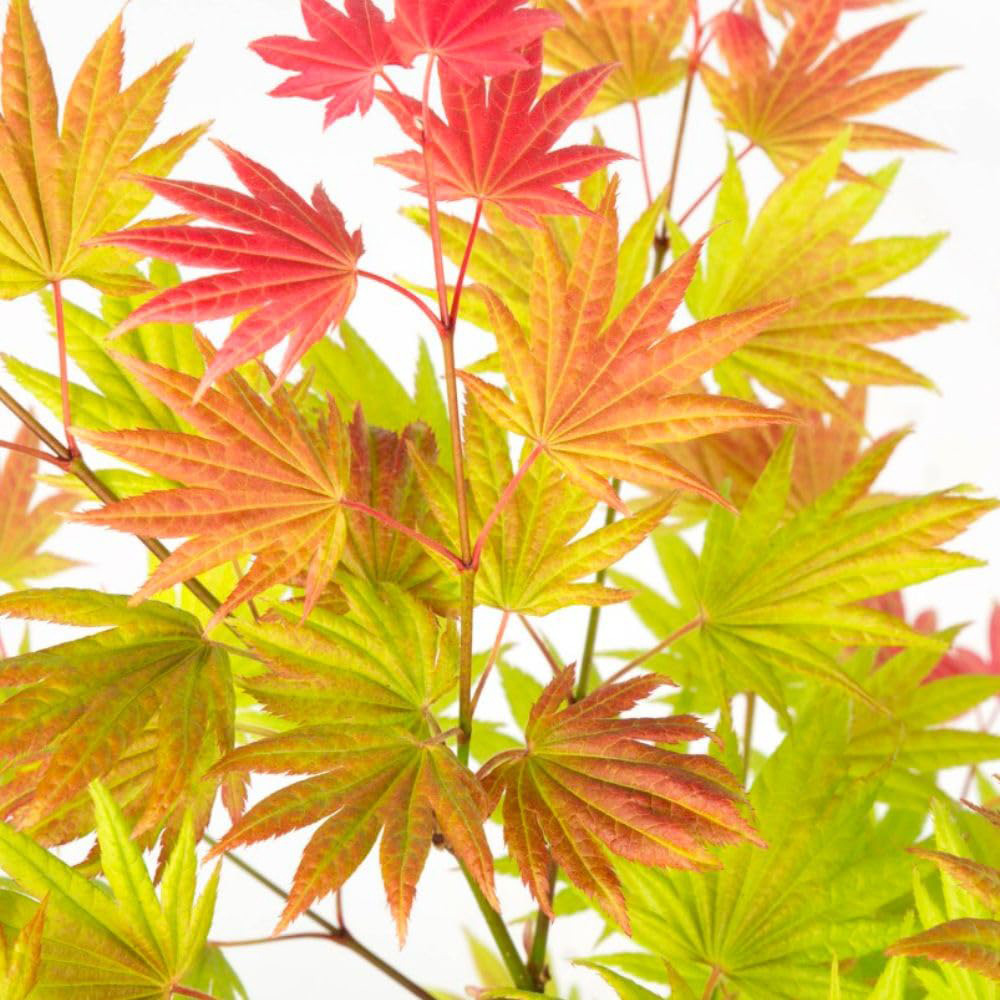 Thompson and Morgan Acer Mini Standard Shirasawanum Moonrise Plant Pot 3L Image 1