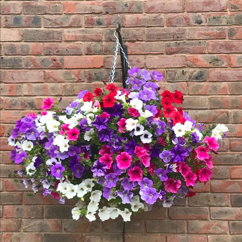 Thompson and Morgan Petunia Surfinia Preplanted Hanging Basket 35cm Image 2