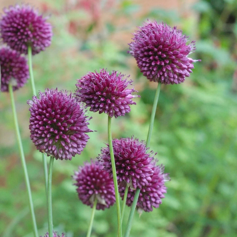 Thompson and Morgan Allium Drumstick Planting Bulb 40 Pack Image 5