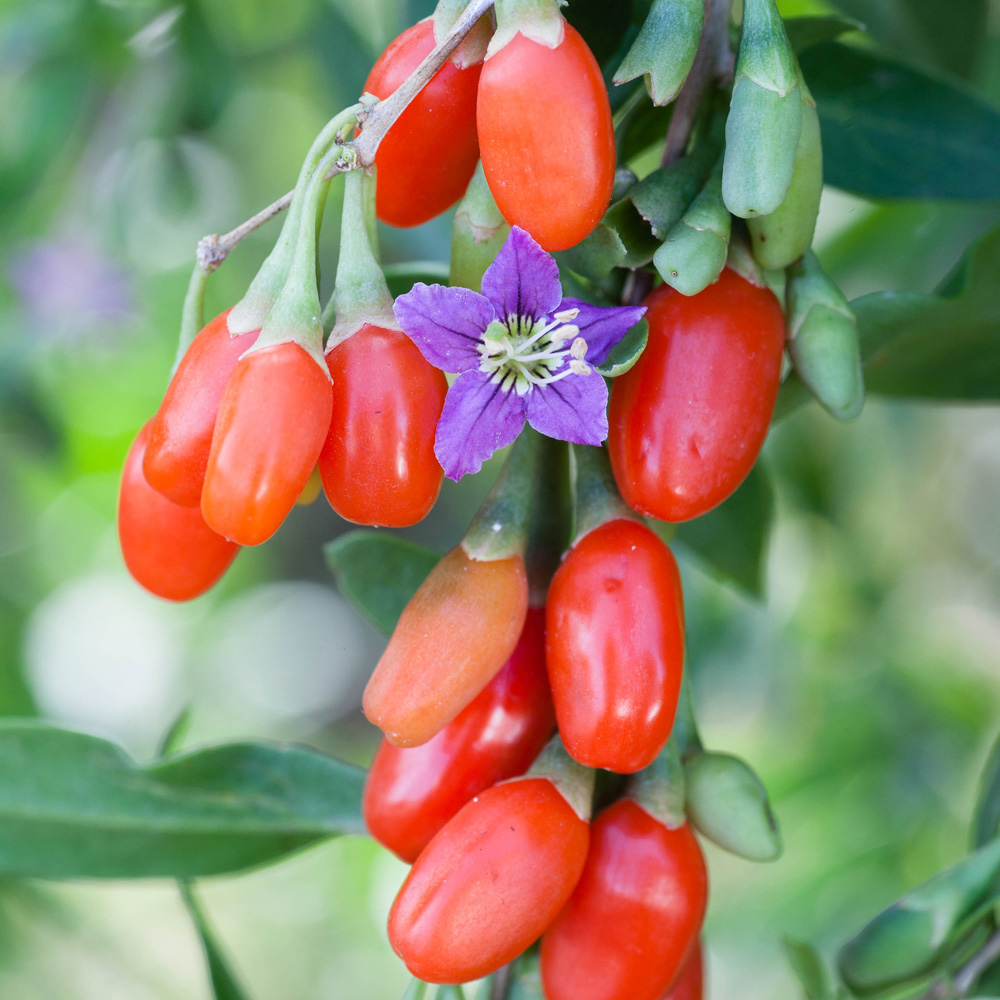 YouGarden Goji Berry Instant Success Plant Pot 1.7L Image 2