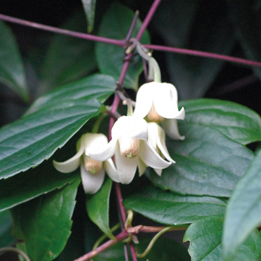 Thompson and Morgan Clematis Winter Beauty Pot 7cm Image 4