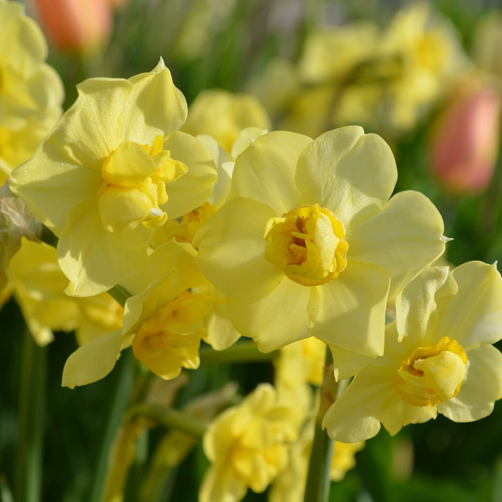 YouGarden Narcissus Yellow Cheerfulness Planting Bulb 30 Pack Image 3