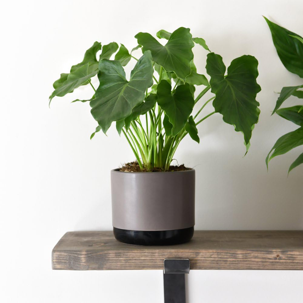 Thompson and Morgan Philodendron Shangri La Plant Pot 14cm Image 4