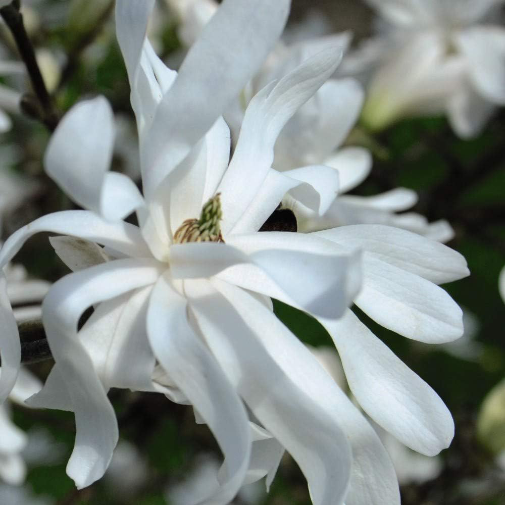Thompson and Morgan Magnolia Stellata Plant Pot 9cm Image 3