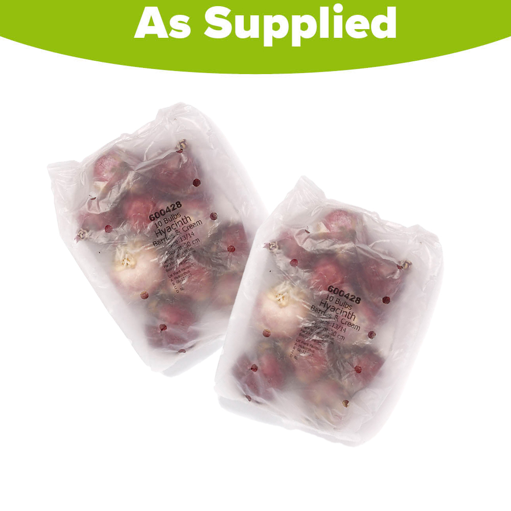 YouGarden Hyacinth Berries and Cream Planting Bulb 20 Pack Image 3