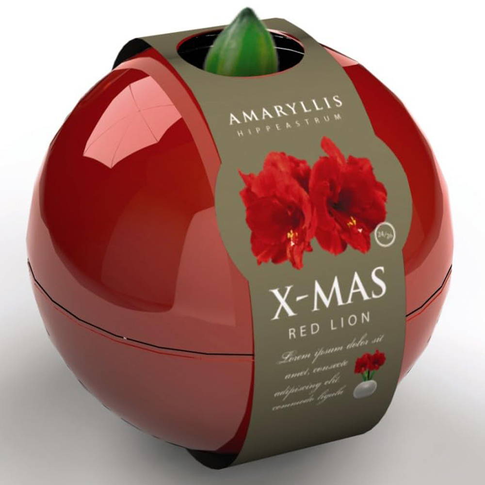 Thompson and Morgan Christmas Gift Red Amaryllis Bulb in Globe 3 Pack Image 2